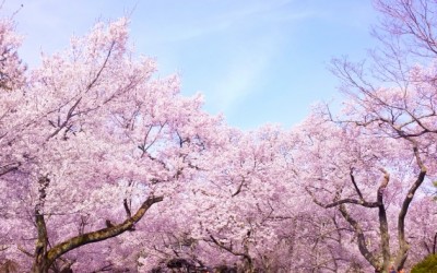 桜を見るなら♪愛知の桜の名所にご案内！